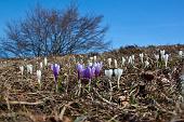 Tranquilla salita primaverile al Monte Linzone e al Monte Tesoro il 10 aprile 2010 - FOTOGALLERY